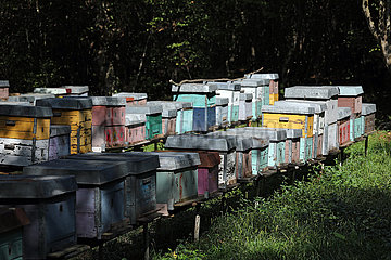 Telawi  Georgien  Bienenbeuten
