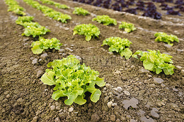 Gemueseanbau  Salatpflanzen wachsen in Reihen auf dem Feld  Welver  Nordrhein-Westfalen  Deutschland