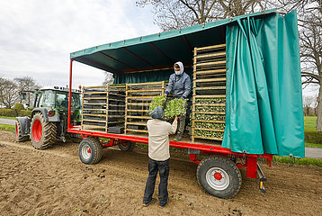 Gemueseanbau  Industriekohl Jungpflanzen werden in den Acker gesetzt  Welver  Nordrhein-Westfalen  Deutschland