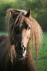 Michendorf  Pferd mit Speckhals im Portrait