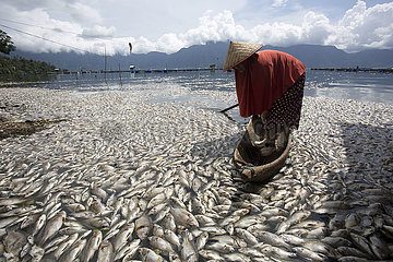 INDONESIEN-WEST SUMATRA-WEATHER-DEAD FISH INDONESIEN-WEST SUMATRA-WEATHER-DEAD FISH