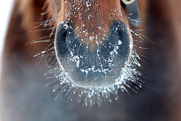 Gestuet Goerlsdorf  Schnee haftet am Maul eines Pferdes