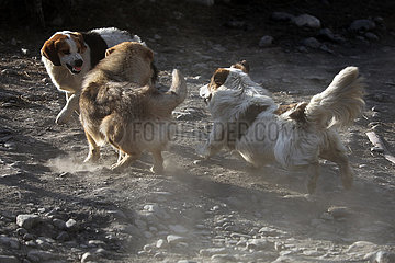 Ushguli  Georgien  Hunde attackieren einen Artgenossen