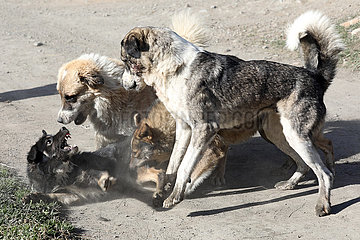 Ushguli  Georgien  Hunde attackieren einen Artgenossen bei einer Beisserei