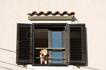 Kroatien  Lovran - Labrador schaut aus dem Fenster einer Wohnung