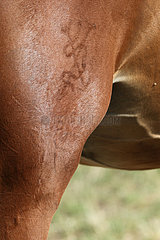 Gestuet Graditz  Brandzeichen auf der Hinterhand eines Pferdes