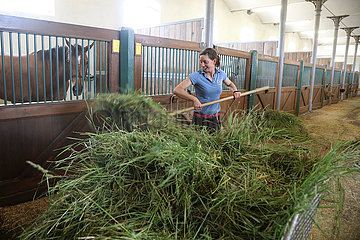 Gestuet Graditz  Pferdewirtin verteilt frisches Gras vor einer Pferdebox