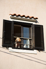 Kroatien  Lovran - Labrador schaut aus dem Fenster einer Wohnung