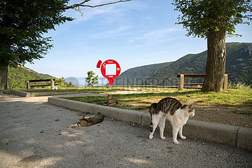 Kroatien  Brsec - Katze raekelt sich an einem Aussichtspunkt an der Adria  andere doest