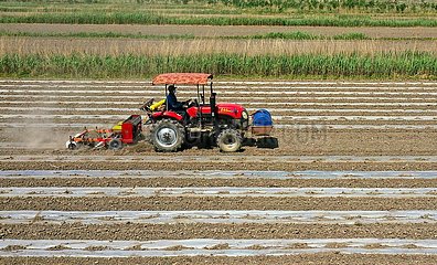 # CHINA-Landwirtschaft-Xiaoman Begrünung (CN)