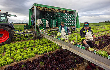Gemueseanbau  Erntehelfer bei der Salaternte  Soest  Nordrhein-Westfalen  Deutschland
