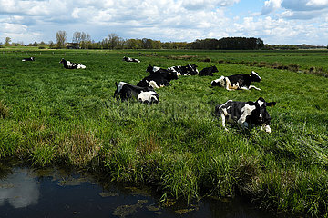 Deutschland  Bremen - sitzende Kuehe auf der Weide im Landschaftsschutzgebiet Blockland