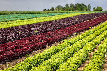 Gemueseanbau  Salatpflanzen wachsen in Reihen auf dem Feld  Soest  Nordrhein-Westfalen  Deutschland