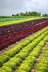 Gemueseanbau  Salatpflanzen wachsen in Reihen auf dem Feld  Soest  Nordrhein-Westfalen  Deutschland