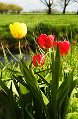 Deutschland  Bremen - Tulpen in einem Landschaftsschutzgebiet