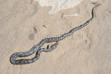 Phuket  Thailand  Tote Pythonschlange liegt am Strand von Karon Beach im Sand