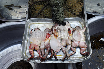 Aluschale mit Fröschen zum Verkauf auf dem Markt  Tak Thailand  Asien | Aluminum bowl with frogs for sale in the market  Tak  Thailand  Asia