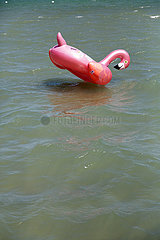 Kroatien  Supetarska Draga (Insel Rab) - aufblasbarer pinker Gummischwan treibt auf dem Wasser