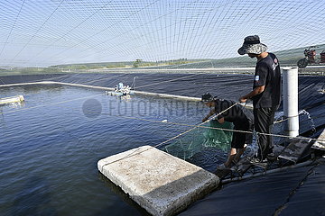 China-Ningxia-Helan-grüne Fischerei (CN)