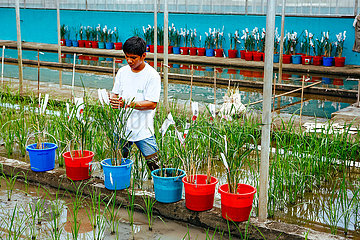 Golden Rice am International Rice Research Institute