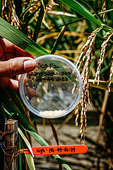 Golden Rice am International Rice Research Institute