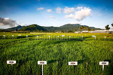 International Rice Research Institute