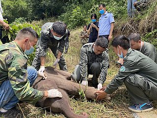 China-Yunnan-XishuangBanna-Sick Baby Elefant-Behandlung (CN)