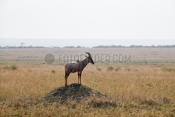 Kenya-Maasai Mara National Reserve-wilde Tiere
