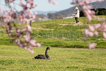 Australien-Canberra-Frühlingsblüten-Covid-19-Lockdown