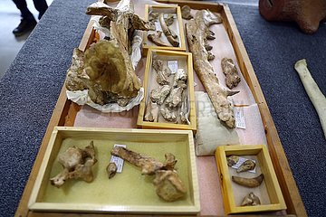 Ägypten-Dakahlien-Mansoura Universitäts-Amphibiomie-Wal-Fossil-Forschung