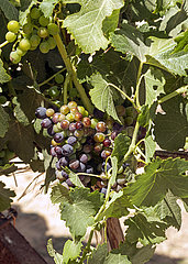 Weinanbau in der Wueste