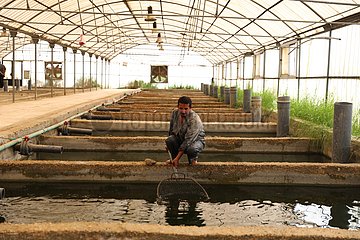 Ägypten-Sharqia-Fisch-Produktion-Aquakultur-Forschung Ägypten-Sharqia-Fisch-Produktion-Aquakultur-Forschung Ägypten-Sharqia-Fisch-Produktions-Aquakultur-Forschung