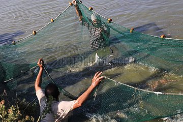 Egypt-Sharqia-Fish Production-Aquakultur-Forschung
