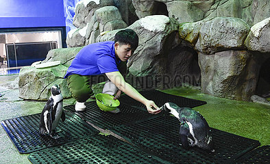 China-Hainan-Sanya-Pinguin-Keeper (CN)