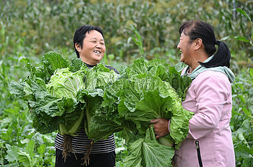 China-Peking-Landwirtschaft-Herbsternte (CN)