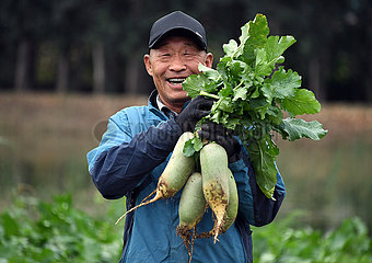 China-Peking-Landwirtschaft-Herbsternte (CN)