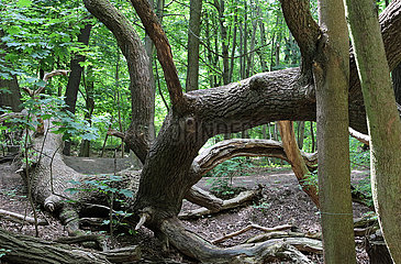 Berlin  Deutschland  umgestuerzter Baum in einem Wald
