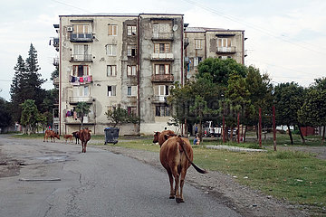 Sugdidi  Georgien  Kuehe laufen auf einer Strasse durch ein Wohngebiet