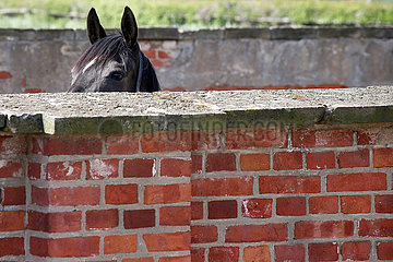Gestuet Graditz  Pferd schaut aufmerksam ueber eine Mauer