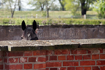 Gestuet Graditz  Pferd schaut aufmerksam ueber eine Mauer