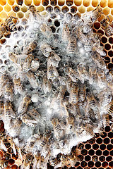 Berlin  Deutschland  Schimmel hat sich ueber tote Honigbienen auf einer Wabe gelegt