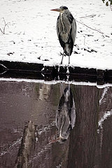 Berlin  Deutschland  Graureiher steht im Schnee an einem See