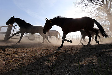 Gestuet Graditz  Silhouette: Pferde wirbeln beim Traben in einem Sandpaddock Staub auf