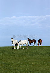 Gestuet Goerlsdorf  Pferde auf einer huegeligen Weide