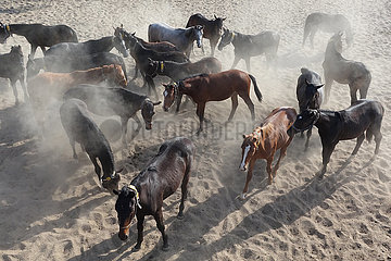 Gestuet Graditz  Pferde wirbeln in einem Sandpaddock Staub auf