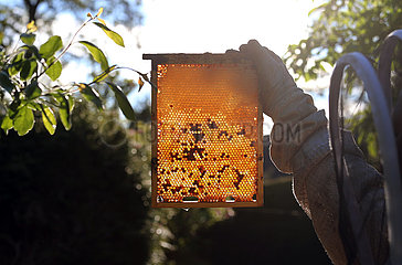 Neuenhagen  Deutschland  Imker haelt eine mit Honig gefuellte und teils verdeckelte Bienenwabe gegen die Sonne