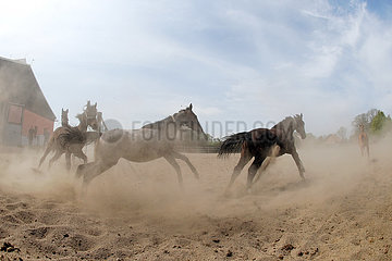 Gestuet Graditz  Pferde wirbeln beim Galoppieren in einem Sandpaddock Staub auf