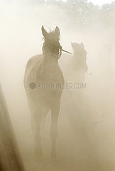 Vogelsdorf  Silhouette: Pferde bei Trockenheit auf einem Sandpaddock in einer Staubwolke