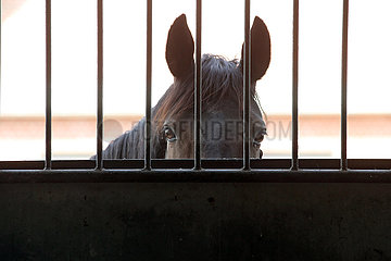 Gestuet Graditz  Pferd schaut aufmerksam in eine Aussenbox hinein
