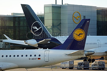 Frankfurt am Main  Deutschland  Flugzeuge der Lufthansa in alter und neuer Lackierung am Terminal des Flughafen